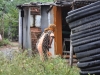 dsc_1305